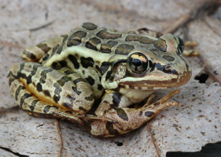 Pickerel Frog